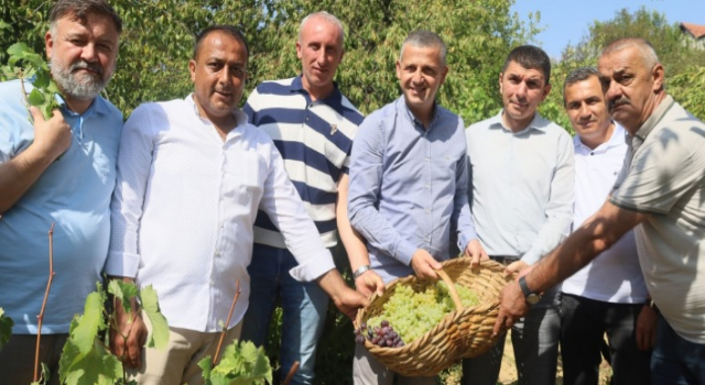 Lezzetiyle meşhur üzümlerin hasadına başlandı