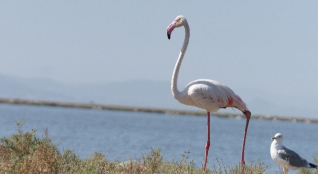 İzmir ve Lübliyana kuraklıkla mücadelede güçlerini birleştiriyor