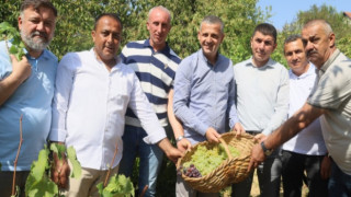 Lezzetiyle meşhur üzümlerin hasadına başlandı