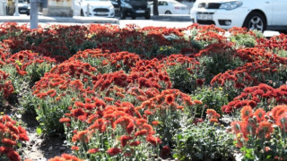 Meydanlar Ata’nın en sevdiği kasımpatı çiçeği ile renklendi