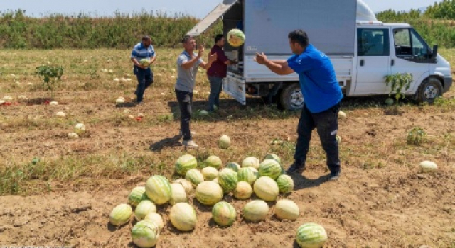 İzmirli çiftçi tarlada kalan karpuzunu hayvanlara bağışladı