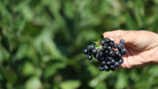 SÜPER MEYVE ARONYADA HASAT BAŞLADI